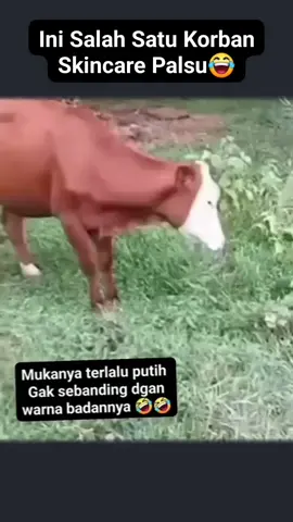 Korban Skincare🤣☝️