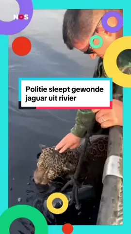 De politie in Brazilië heeft een gewonde jaguar uit het water gehaald. 😢🐆#jaguar #brazilië #brasil #dieren #jeugdjournaal