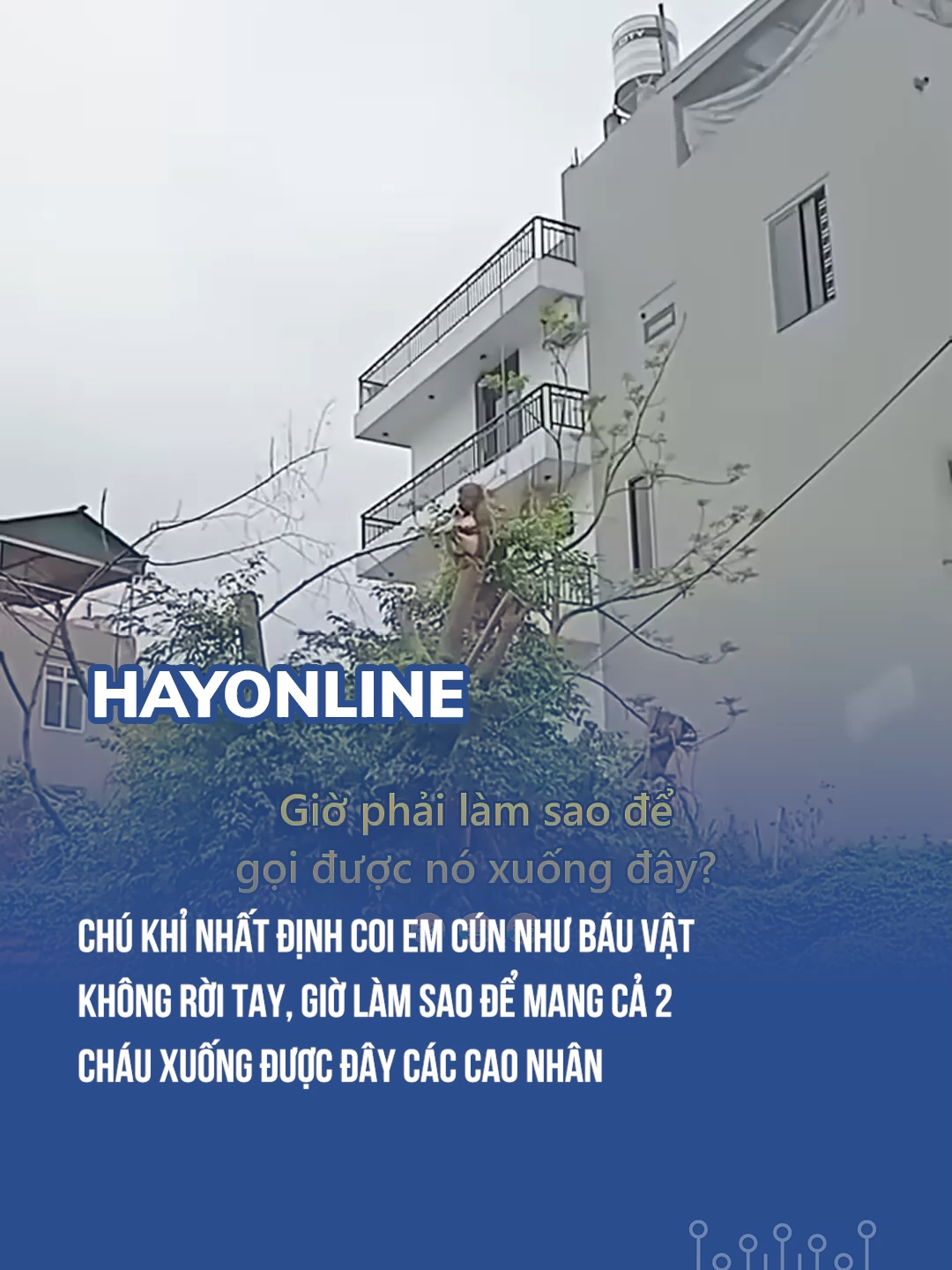 Chú khỉ nhất định coi em cún như báu vật không rời tay, giờ làm sao để mang cả 2 cháu xuống được đây các cao nhân #blogtamsu #LearnOnTikTok #xuhuongtiktok #eyeplusmedia #AKTCĐ #hayonline
