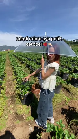 penting ora digowo sak pot e#promomakan1010 #petikstrawberry #batumalang #berandatiktok #fyp @angel🫧🌀 
