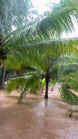 Một buổi chiều vừa nước ngập vừa mưa ở quê #nuocngap #mua #mientay #bentre71🌴🥥 #mientayquetoi 