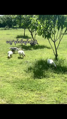သူငယ်ချင်းကြိုက်တဲ့တစ်ကောင်ရွေးးး😂#fypシ゚viral #fypシ゚viral🖤tiktok #fypシ゚ #2011 