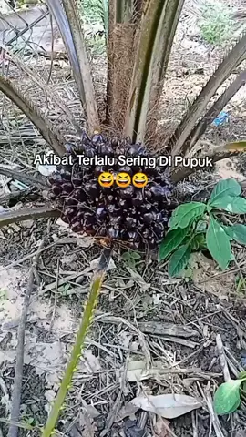 Kici Kici Dah Buah😆 #petanisawit #perkebunansawit #semangatberjuang #fyptiktok #fyp 