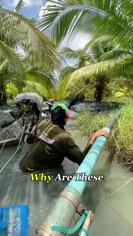 Why Thai Farmers Blast Mud Everywhere#fyp #foryoupage #Knowledge #AgriTech #OrchardLife