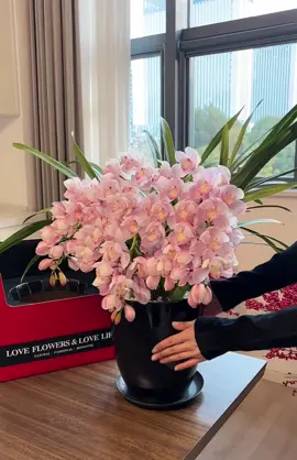 Hoa địa lan hồng siêu xinh #dialan #vuonlanberry