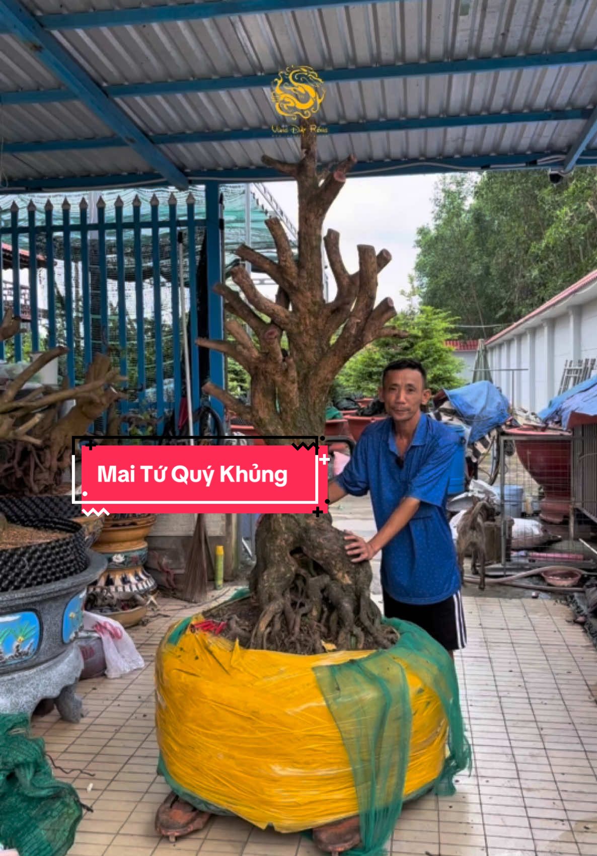 Xuất hiện cây Mai Tứ Quý Khủng thuộc hàng có 102. #vungdatrong #sieubongsaigon #maituquyghep #xuhuong 