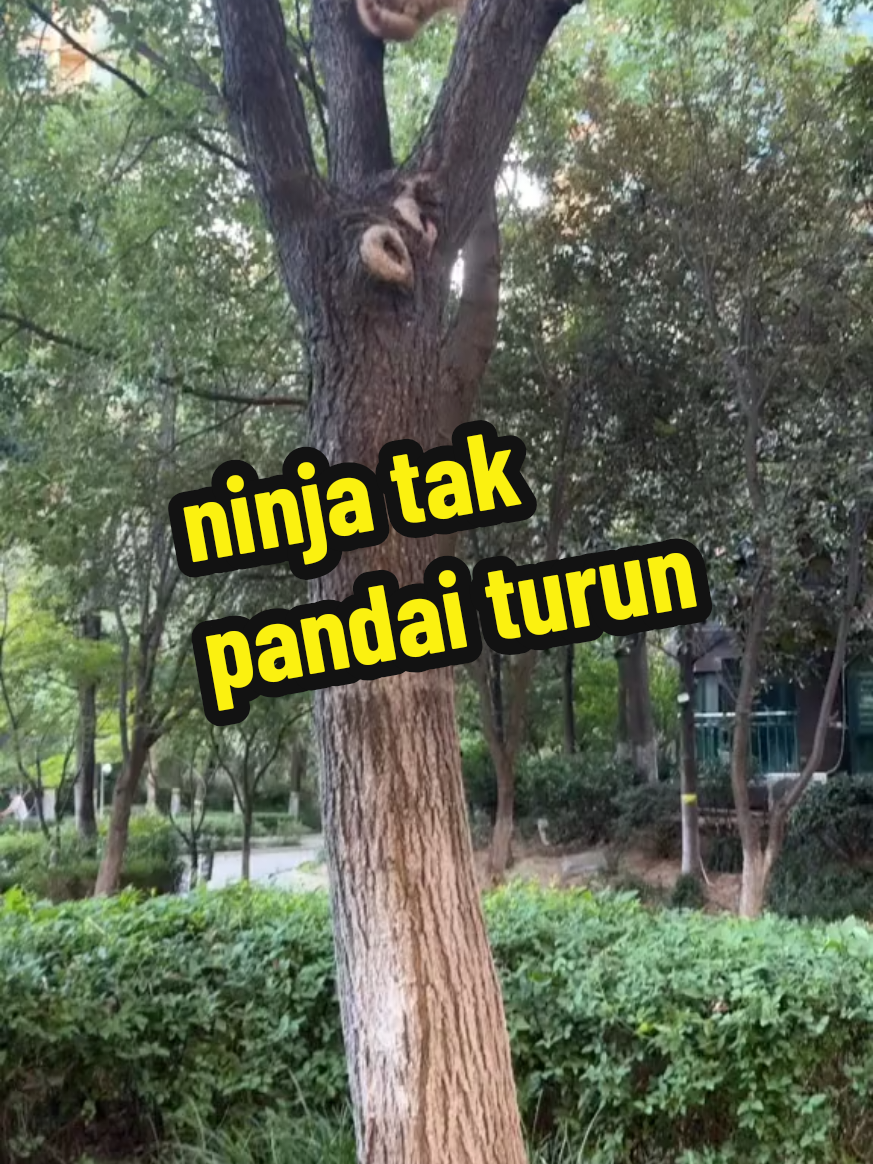 bab naik dah belajar..bab turun je x habis khatam lagi.. sekarang mmg tunggu bibik pick up je ni.. klau tak.. patah ni patah.. #kucinglucu #kucingtiktok #catsoftiktok 