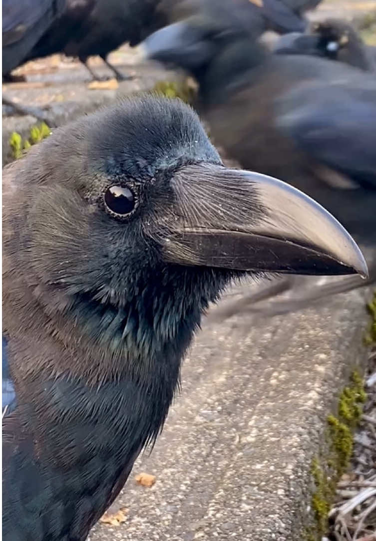 Hello my wonderful corvid friends 🐦‍⬛ Hope you and your feathered buddies are doing fantastic! I’m still away from my crow land, but wanted to share this little clip I made earlier 🖤 Hope it brings you a bit of calm and joy! Have a cawmazing day ahead! 🐦‍⬛✨ #カラス #crow #crowtok #crowfriends #rakasuthecrow