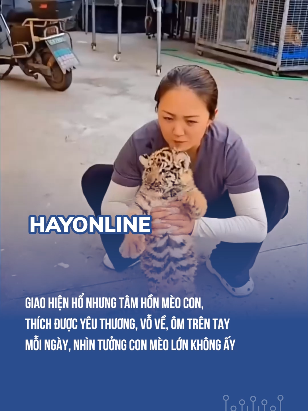 Giao hiện hổ nhưng tâm hồn mèo con, thích được yêu thương, vỗ về, ôm trên tay mỗi ngày, nhìn tưởng con mèo lớn không ấy #blogtamsu #LearnOnTikTok #xuhuongtiktok #eyeplusmedia #AKTCĐ #hayonline