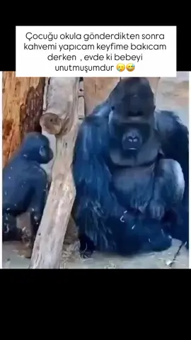 #🤣 