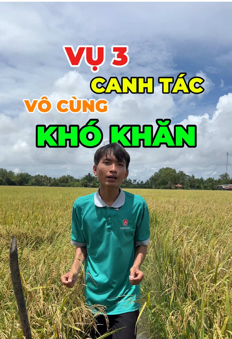 Ngâm nước liên tục trong giai lúa chín, cây lúa sẽ bị ảnh hưởng như thế nào #hungagrijapan #agrijapan 