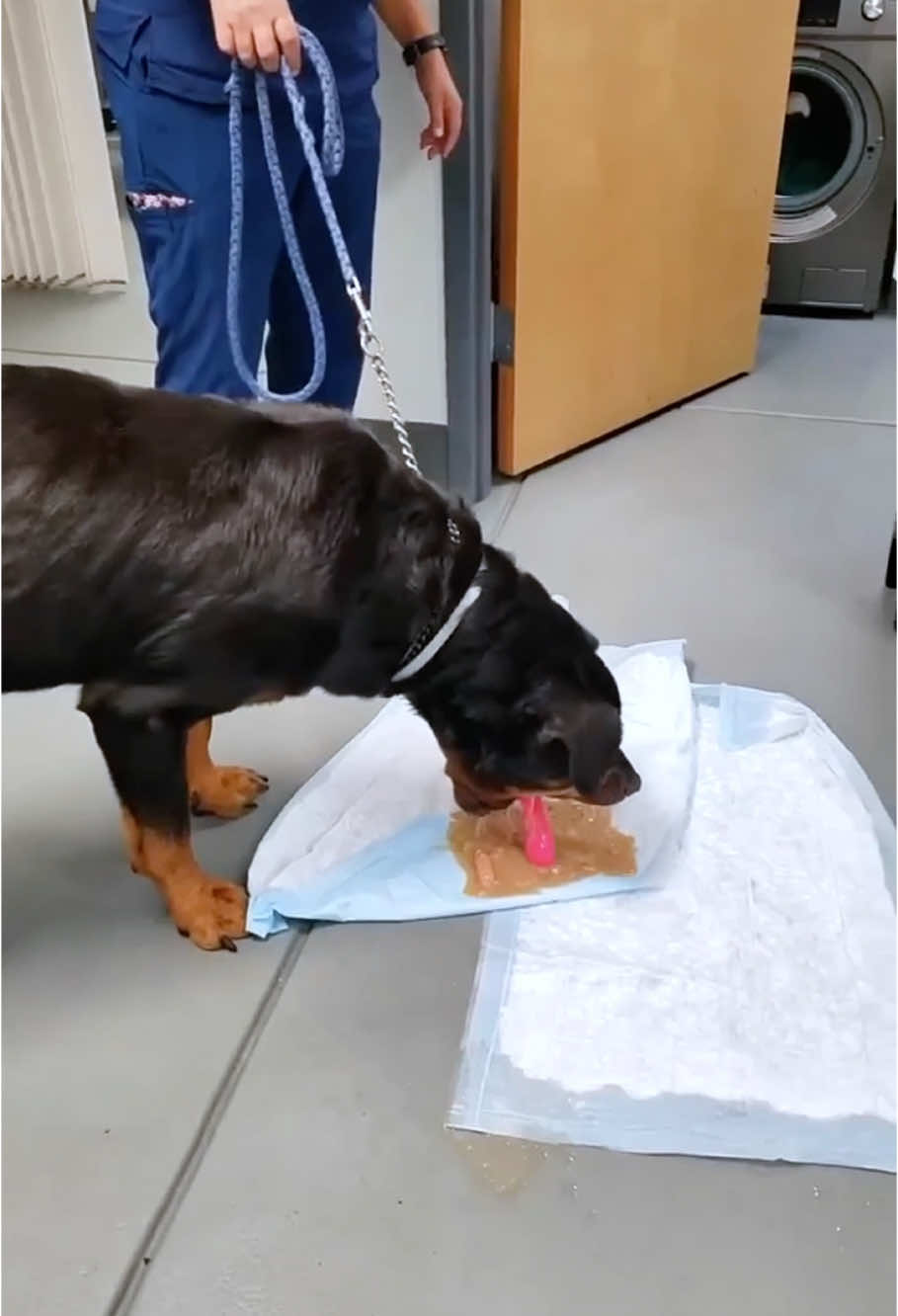 The ultimate dog disaster 💀💩#dog #dogs #doglover #dogsoftiktok #fyp 