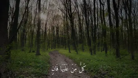 سورة الرحمن | #ياسر_الدوسري #قران_كريم #قران  #quran #quran_alkarim 