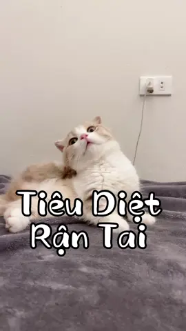 Mùa rận tai đã đến anh em chú ý!#gàtrốngnuôimèo #petlabvietnam #rậntaichómèo #nhỏrậntaichómèo 