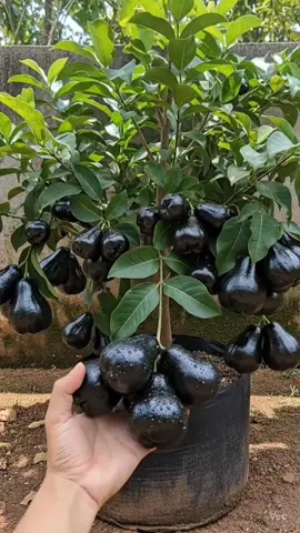 JAMBU YANG VIRAL 🔥 JAMBU AIR HITAM BLACK GUAVA #fyp #jambuair #jambuairblackguava 