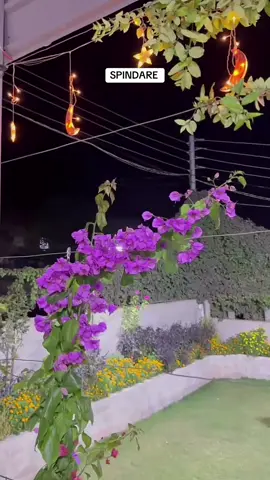 #💚💛❤️ #دهوك_زاخو_سليماني_ئاكري_ئامیدی_هولیر #spindari #barwari🍎 