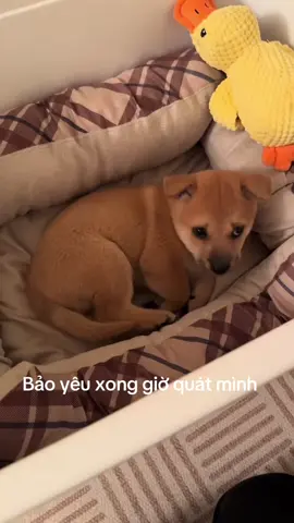 Sen hết thương Lu rồi  #thucung #trending #xuhuong 