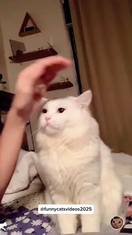 Cats acting like celebrities: « Don’t touch me! » #cat #funnycat #funnyvideos #fyp #pourtoi 