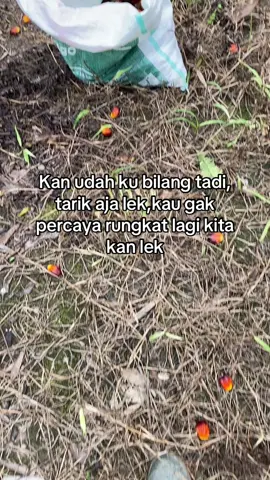 Gak jadi lah belik telur gulung ni kan 😆😆😆😆#fypシ゚viral #foryourpage #trend #sawitindonesia #kulisawitindonesia 