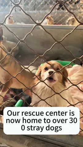 Our rescue center is now home to over 300 stray dogs. Food has become our biggest challenge. If you’re watching this, please lend a helping hand and support these poor little souls.#DogRescue #AnimalLovers #SaveTheDogs #AdoptDontShop #RescueStory #KindnessMatters#fyp #tiktok 