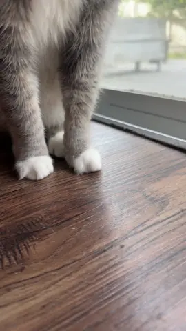 Pancake and her morning snack #catsoftiktok #catsvideo #catsmoves #cats #catsofinstagram 