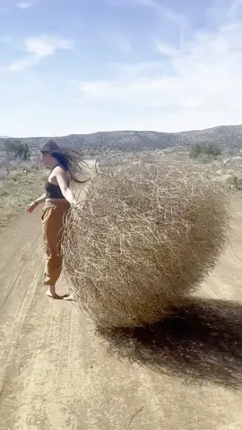Nightmare for Americans: The Rolling Weed Balls
 #tumblewee #plant #fyp #foryou #knowledge 