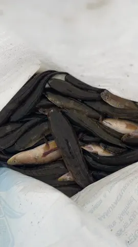 លទ្ធផលចេញហើយ 😂🎣🐠#creatorsearchinsights #fishing #fish #fishinglife #fishingtiktoks 