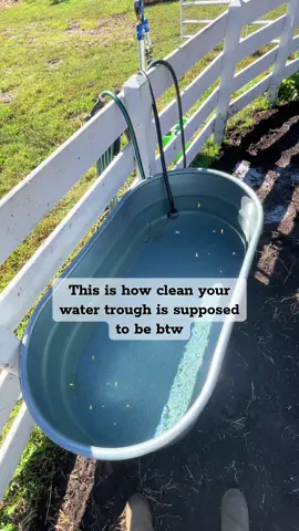 Clean water trough and feed buckets all the way🫧 #horsetok #horsecare #seniorhorse #foryoupage #equestrian 