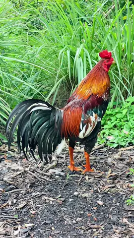 SIÊU PHẨM MÙA NGHỊCH, HAY LÀ THỰC PHẨM ĐÂY 🥰🔥 ##gatracuon #gadavietnam @Di 🔥 