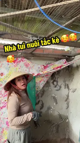 Nhà tui nuôi tắc kè 🥰🥰🥰#tackesaycay #tacke #tamhuynh87 @Tâm Huỳnh 87 