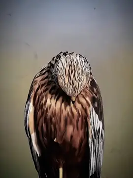 #CapCut 