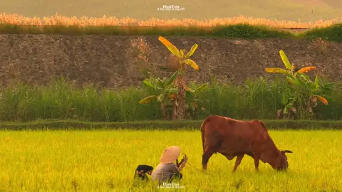 Trở về năm bạn mười tuổi, dép đứt quai mẹ chưa kịp khâu. Đôi chân trần chạy trên con đường làng để theo cha ra đồng. Con đường đất năm nào, in hằn dấu chân tuổi thơ chưa kịp lớn. 