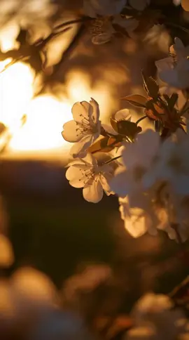 Morning Grace #Background #LiveWallpaper #Aesthetic #Nostalgia #freebieclip