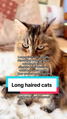 Who else loves fluffy kitties? #longhairedcats #fluffycat #catfacts #catlovers 