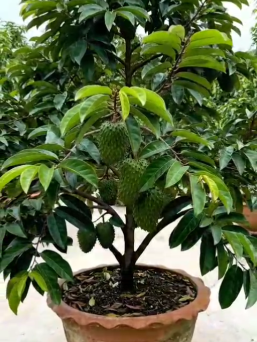 bibit sirsak madu jumbo thailand hasil okulasi #okulasi #sirsak #sirsakmadujumbo #bibitsirsak 