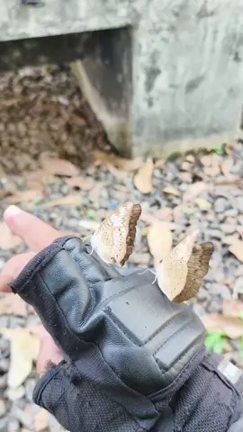 singgah sebentar lalu pergi #kupukupu 