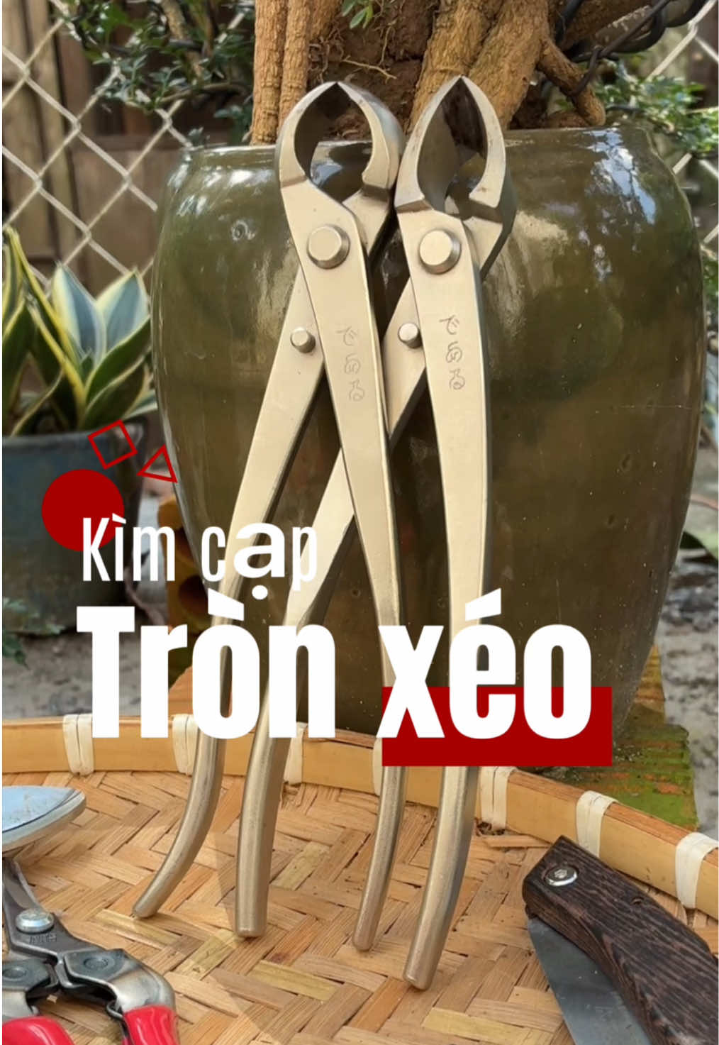 Trả lời @Phờ i phi ❀ kìm cạp tròn xéo bonsai cây cảnh. #tonytaisuoinho #kimcapbonsai #dungcubonsai #kimcaptronxeo #kimcaptron 