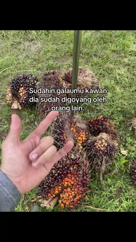 😂🤣 #katakata #katasad #lewatberanda #kulisawit #sawitontiktok 