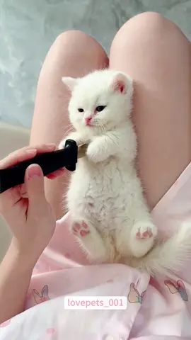 Play with my cat.#cat #cats #catlover #catsoftiktok #funny #foryou #funnyvideos #viral #fypシ #funnytiktok #funnyanimals #usa🇺🇸 