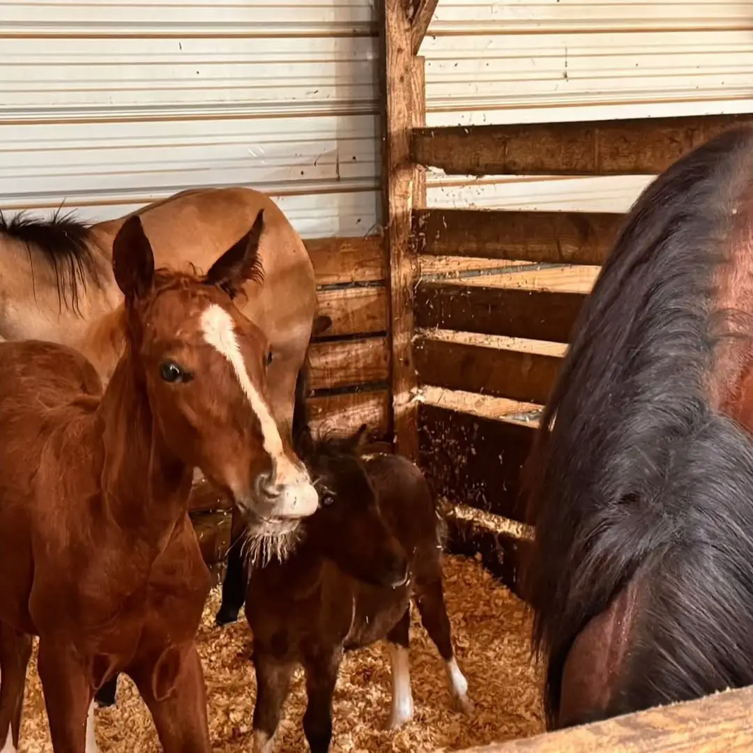 This was such a sweet moment yesterday. It was a rainy day so everyone was just mingling around the babies went in another stall just snooping around. Fandango, who really does love Rocky and it’s mutual, walked in to check the feed bucket in there and Inferno got between him and Rocky like he was his body guard 🥹❤️. He didn’t need one, but it was so neat to see how their little herd dynamics work as they get a little older. #sanctuary 