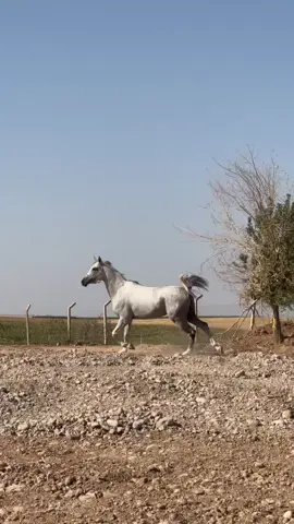 #ماشاللەتبارك_الله 