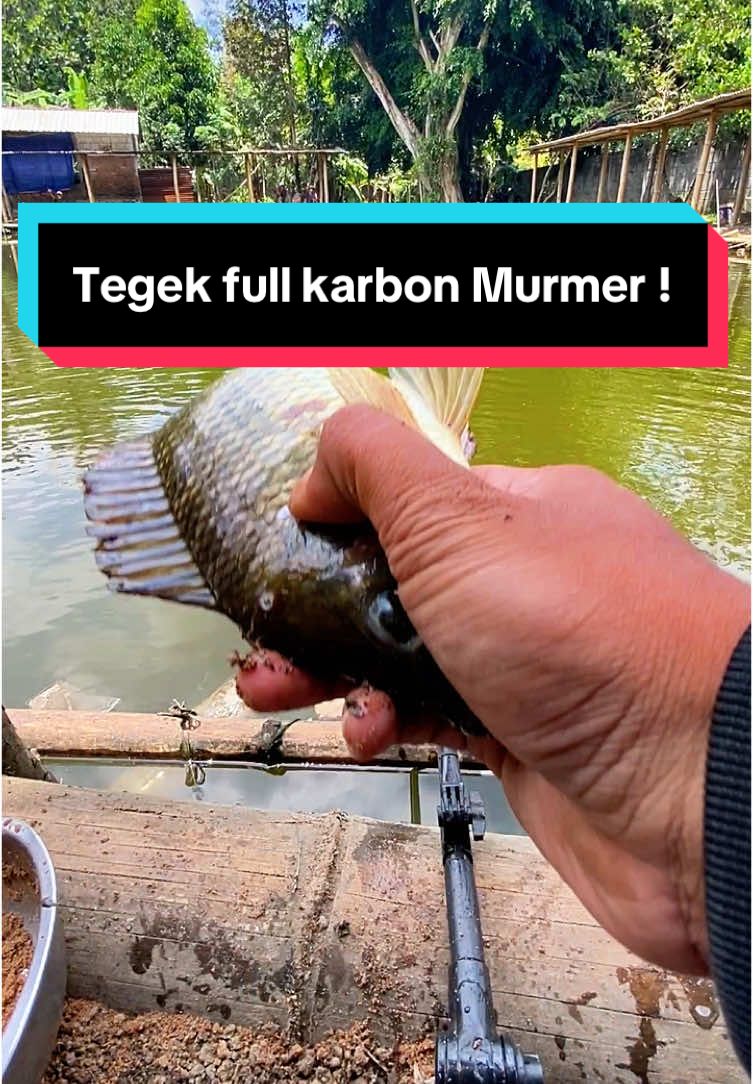 Mancing Ikan Nila pakai tegek Equinox jan syahdu kawan 😁 #tegek #tegekmurah #tegekkuat #tegekkeren #mancing #mancingnila #tegekequinox #fyp 
