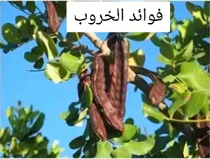 #الصين_ماله_حل #المغرب🇲🇦تونس🇹🇳الجزائر🇩🇿 #فرنسا🇨🇵_بلجيكا🇧🇪_المانيا🇩🇪_اسبانيا🇪🇸 #مصر🇪🇬 #تيكتوك @الدكتور طارق عبيبو @سر الأعشاب 🌿💯🌾🍂🏵️ @محمود الصعيدي @سليمان المانع 