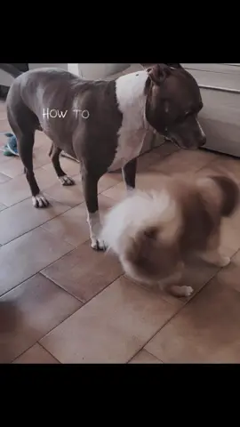 #mylove #cani #dog #cane #wow 