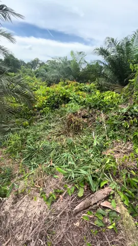 Cara basmi bambu👌#fyp #petanimuda #petanisawit #sawitontiktok 