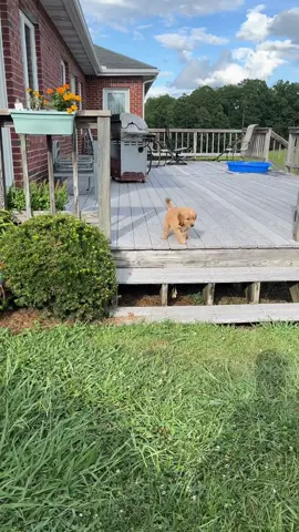 the way he LEAPED (ig breedenbritney) #dog