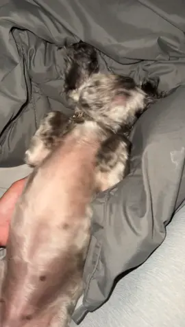 When your dog doesn’t want to get up. She just leans back and digs her face into the blanket#dog #dogsoftiktok #tootsieroll #tootsie #sleepyhead 