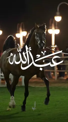 شيله مدح عبدالله _ ياعبدالله انت النعم خذته بدون مقياس _ جديد #شيله_عريس #شيله_اقبل_اقبل_ياعريس_السعد #شيله_زواج #شيله_ام_العريس_ام_راجح_حماسيه #شيله_ترحيب 