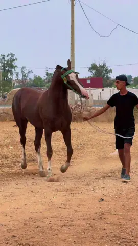 @tborida khribga @Simo Echchafi 