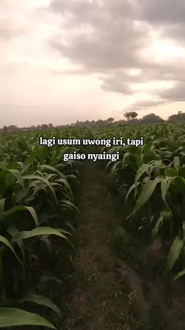 🫣🫣#petanimuda #petanimilenial #petaniindonesia🇮🇩🇮🇩🇮🇩🌿🌿 